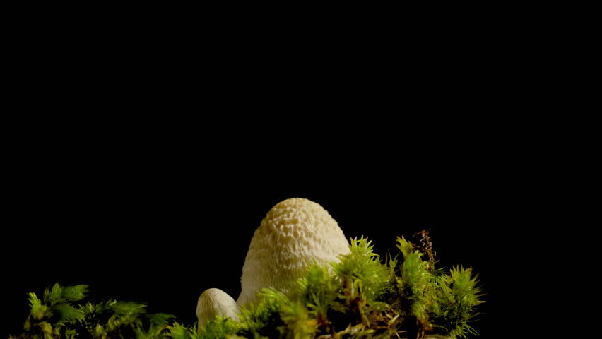 Macro time-lapse of wild mushrooms emerging from the forest floor and moss.