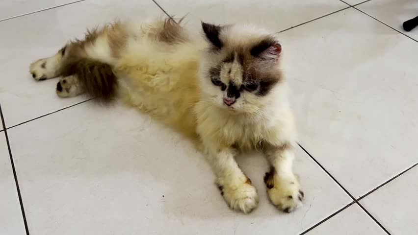 Fluffy cat lounges on white tiled floor. Soft fur blends cream, brown, and gray tones.
