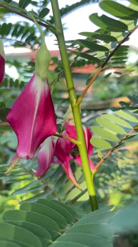 A striking red sesbania flower in full bloom.