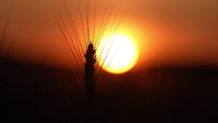 Wheat silhouette stands against sunset. Backlit wheat ear in field. Wheat spike near sun. Sunset light outlines wheat ear. Orange sunset over crop field.