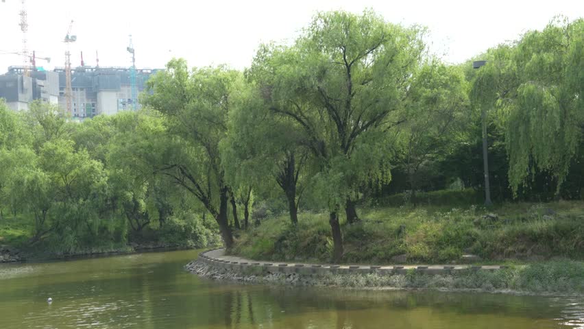 Weeping willow forest with a blue bridge in the riverside park