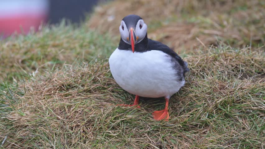 An Atlantic puffin standing on a rock against the wind