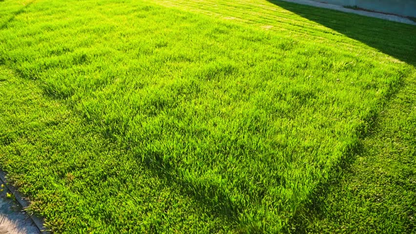 Lush green lawn with thick grass in backyard on sunny day 