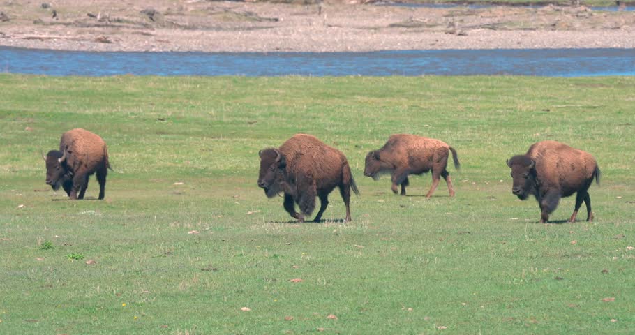 A herd of American bison walking across Lamar Valley, Yellowstone National Park.
