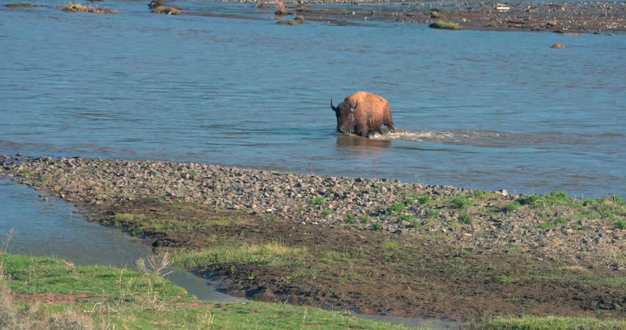 A bison is seen swimming across a fast flowing river in Yellowstone National Park.
