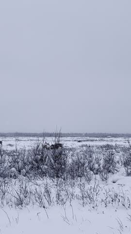 Caribou in a snowy field on an autumn day in Alaska. 