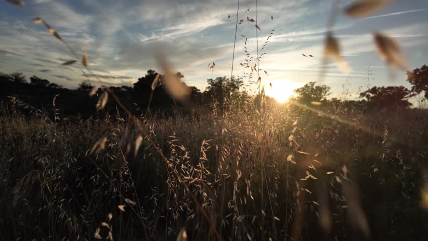 Handheld of wild oats grasses on a field at sunset.