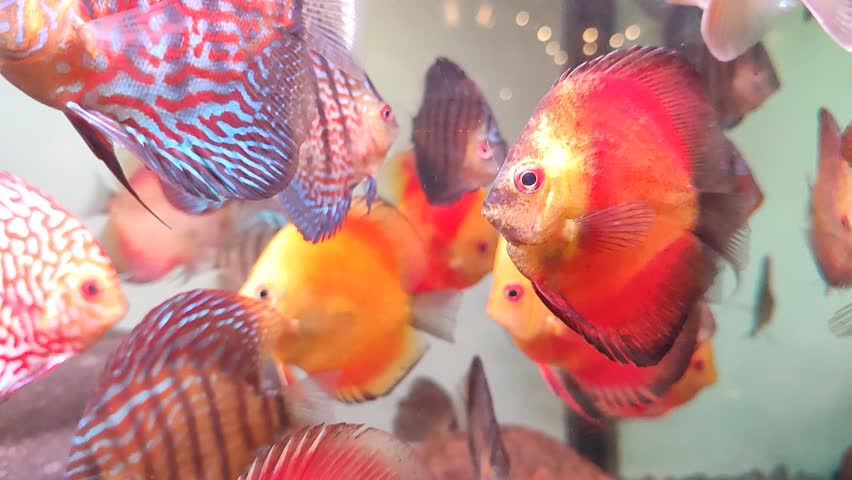 Close-up footage of colorful Discus fish (Symphysodon) swimming gracefully inside a freshwater aquarium. Vibrant tropical ornamental fish with striking patterns and vivid red, blue, orange, and yellow colors. Ideal for themes related to aquariums, aquatic life, fishkeeping, exotic pets, underwater nature, biodiversity, and home aquarium decoration. Captured in high detail with natural fish movement, creating a relaxing and visually appealing scene.