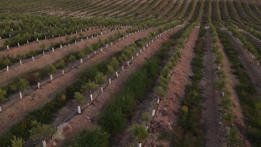 Spanish Agricultural Landscape. Large Scale Olive Farming and Water Resource Management