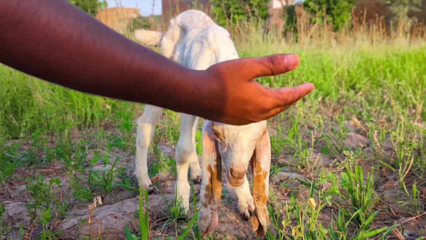Close up of a person gently petting a cute white domestic baby goat kid in a green field during sunset
