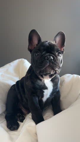 An adorable brindle French bulldog puppy with a white chest patch sits comfortably on a soft white duvet, looking around with curiosity. Authentic pet wellness and home lifestyle content.