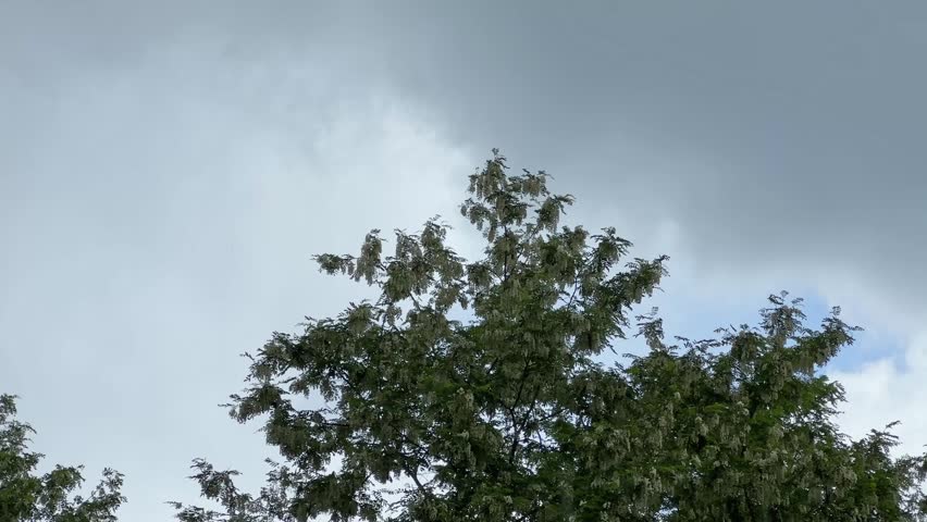 Blooming black locust trees with clusters of white flowers in the old park against the sky during a rain, view while vertical panning
