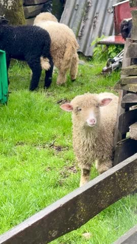 Flock of sheep grazes on a mountain pasture beside a wooden barn in the countryside near Zakopane Poland. Agriculture, local traditions, sustainable farming and authentic rural tourism.