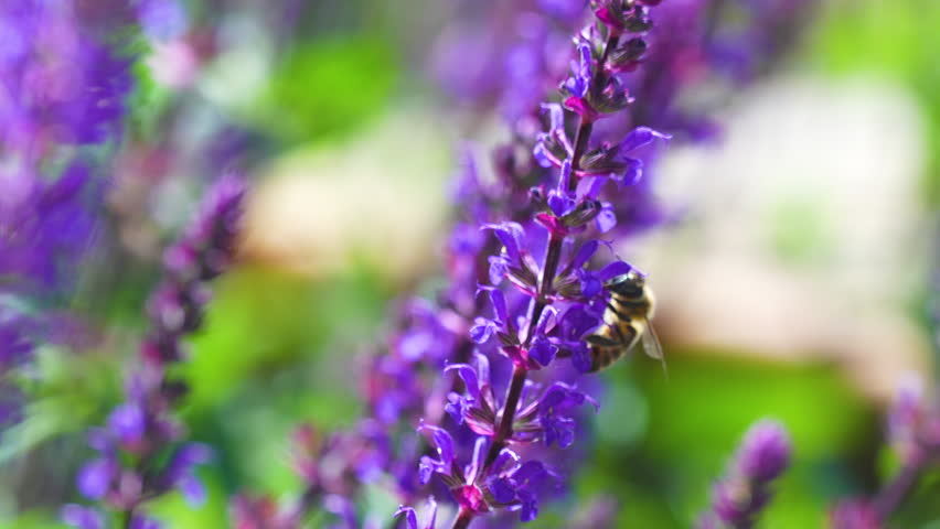 Macro shot of a honeybee gathering nectar from vibrant lavender blossoms. Professional botanical footage showcasing natural pollination and summer garden beauty.
