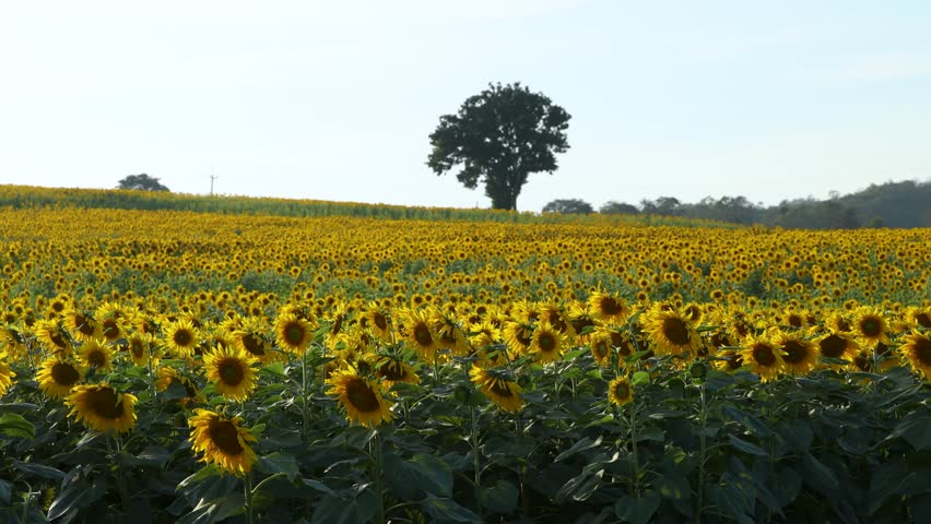 Wide landscape shot of blooming yellow sunflowers under bright daylight with mountains in background.