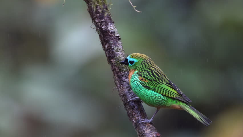Slow motion perched Colorful tanager bird in Brazil Atlantic Rainforest jungle Blue-Yellow