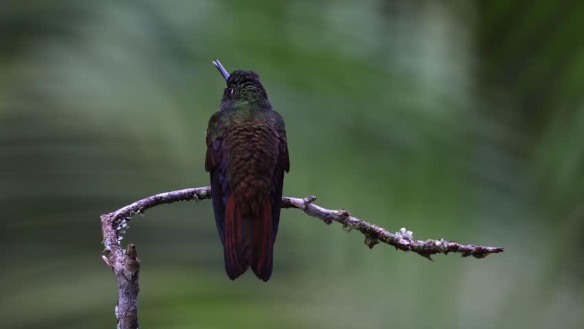 Perched searching Brazilian Ruby hummingbird bird in Brazil Atlantic Rainforest jungle
