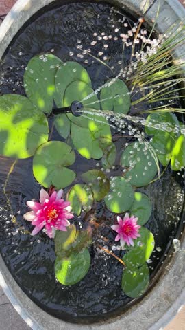 Pond with Water Lilies and Fountain – Calm Garden Water Feature with Seerose, Lily Pads and Flowing Water