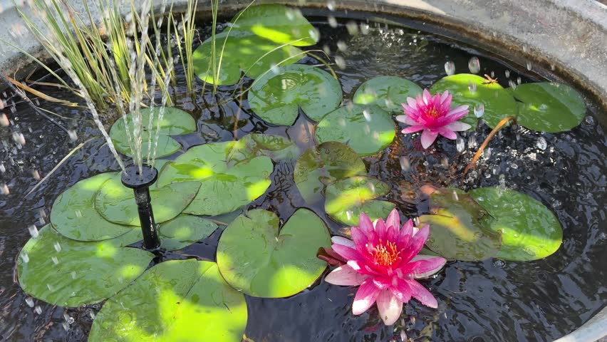 Pond with Water Lilies and Fountain – Calm Garden Water Feature with Seerose, Lily Pads and Flowing Water