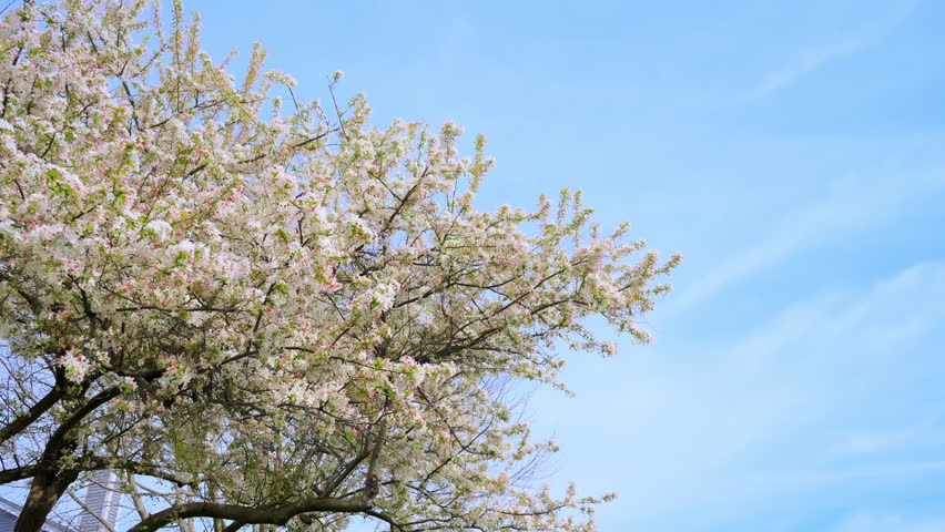 White Blooming tree with white spring flowers against a blue sky. Spring time
