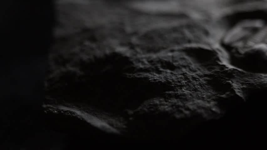 Trilobite fossil close up on black background. Macro video. Rotating, spinning motion. Slow movement