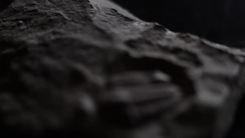 Trilobite fossil close up on black background. Macro video. Slow zoom and focus shift