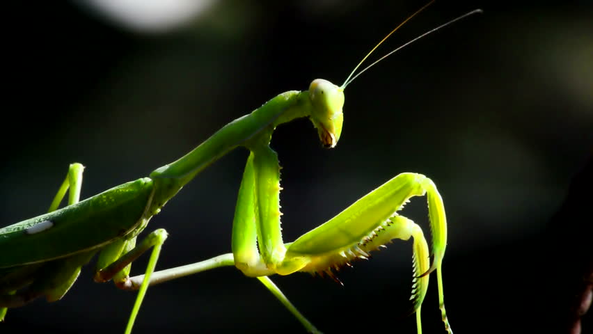 Side profile of a green praying mantis against a dark background