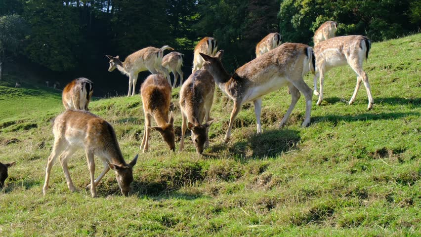 Large group of beautiful spotted deer grazes together on lush green hillside pasture. Jelenov Greben farm provides natural habitat for peaceful animals during sunny day.