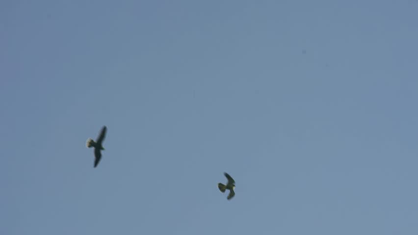 Two wild peregrine falcons flying close together against a clear blue sky. Natural bird of prey behaviour showing raptors in fast aerial interaction, possibly chasing, playing, territorial flying