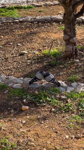 Two Pigeons Cooing Together by the Sea