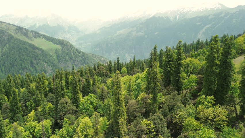Drone forward flight over lush green pine and deodar treetops revealing a misty mountain valley with distant snow-covered peaks in Manali, Himachal Pradesh, India.