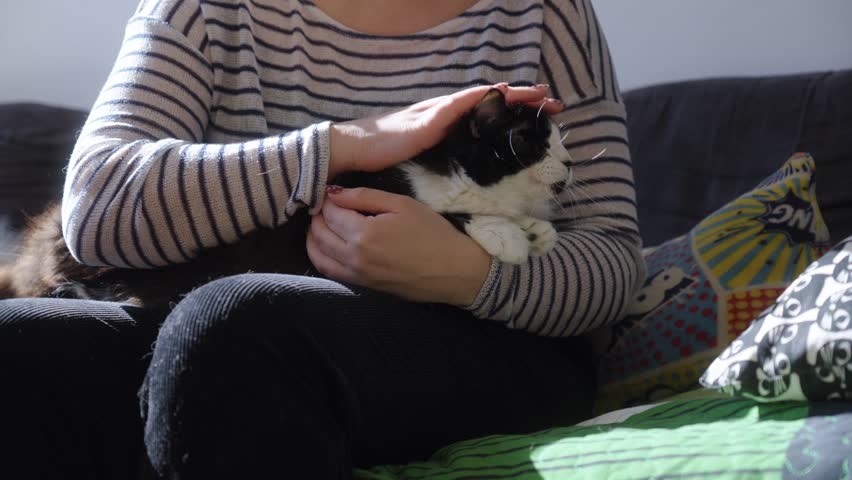 a pretty long-haired black-and-white cat sitting on its owner’s lap, who is stroking it all over inside the house, bathed in soft sunlight