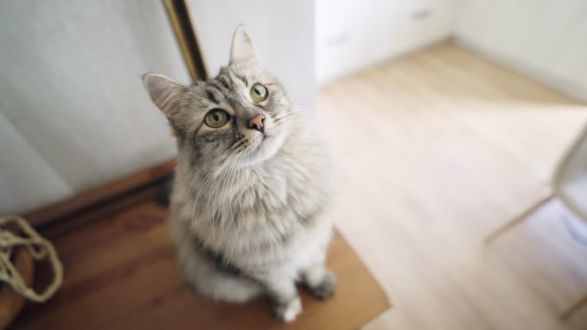 Adorable fluffy grey tabby cat with green eyes sitting on a wooden surface. Curious pet looking up and attentively following something