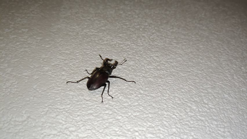 A large black beetle crawls on a white wall in isolation