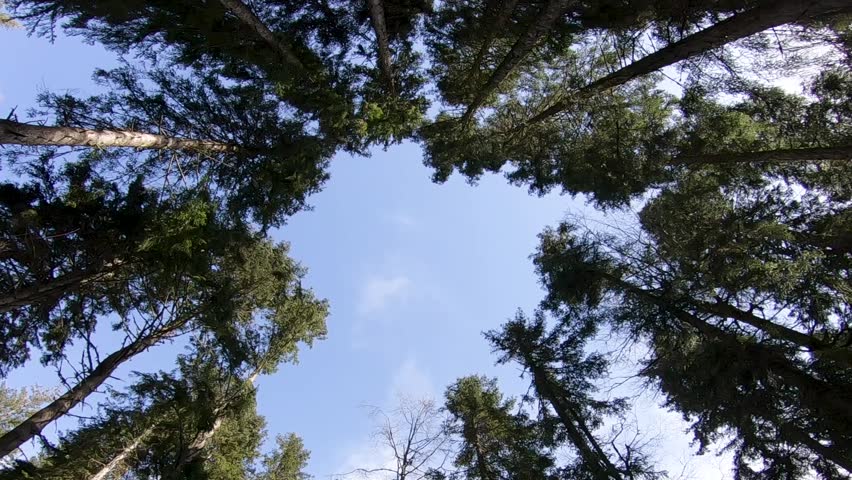 Looking up through tall conifer trees toward the blue sky in the forest of Tara National Park, western Serbia.