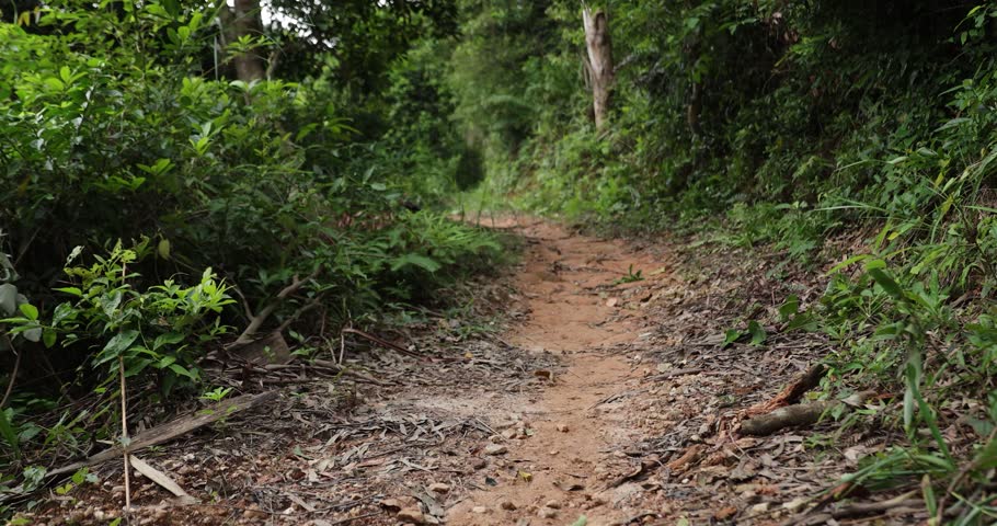 Riding mountain bike on the forest and grassland trail	