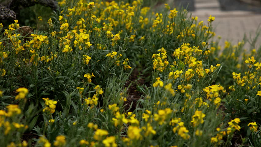 Bright yellow flowers on a garden pathway