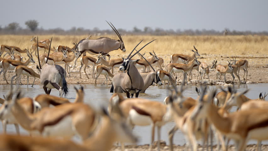 Herds of oryxes, zebras and springbok gather around a waterhole in Etosha National Park, Namibia. 
