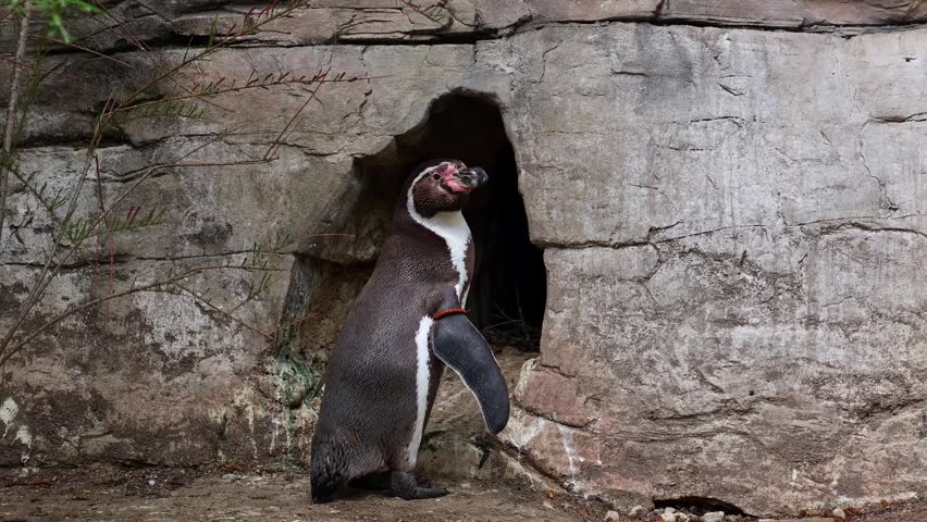 Humboldt penguin, Spheniscus humboldti or Peruvian penguin
