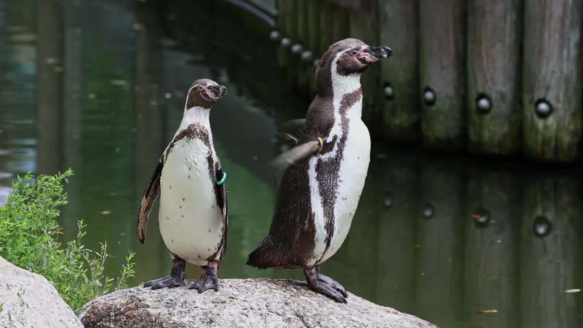 Humboldt penguin, Spheniscus humboldti or Peruvian penguin
