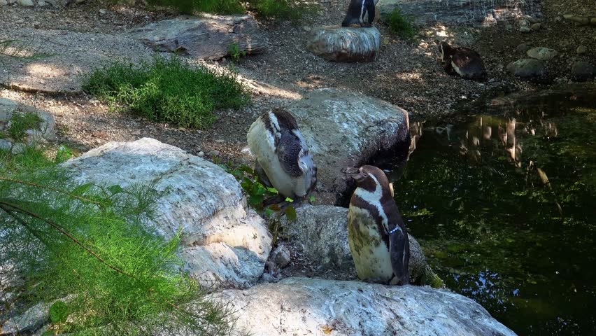 Humboldt penguin, Spheniscus humboldti or Peruvian penguin
