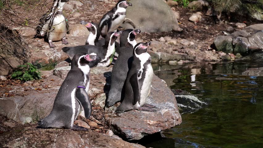 Humboldt penguin, Spheniscus humboldti or Peruvian penguin
