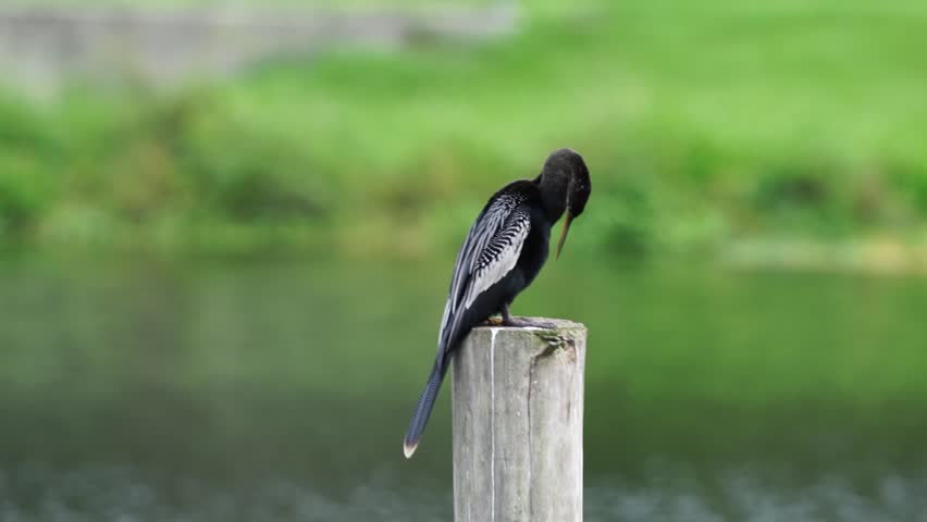 Anhinga (Anhinga anhinga) in its natural wetland habitat, captured in stunning 4K resolution wildlife footage.