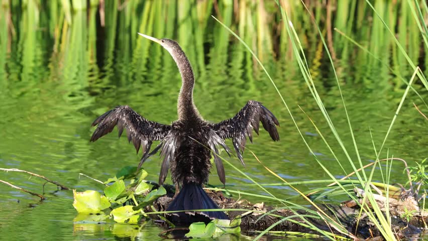 Anhinga (Anhinga anhinga) in its natural wetland habitat, captured in stunning 4K resolution wildlife footage.