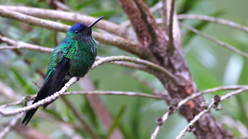 Close up perched Violet-capped Woodnymph humming bird rainforest jungle Brazil blue South America