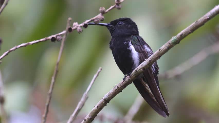 Black and Whtie Hummingbird Perched Black Jacobin Brazilian Rainforest jungle South America