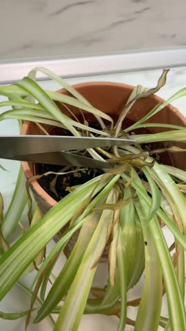 Vertical close up shot of a person using a knife to cut off dead yellow and rotten leaves from a dying chlorophytum spider plant in a pot during home garden care. High quality 4k footage