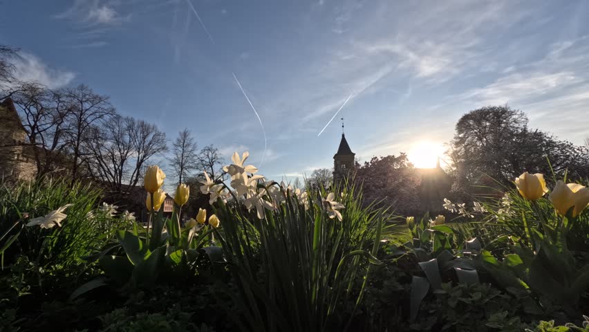 Beautiful timelapse footage of blooming spring flowers in Solothurn, Switzerland, captured during golden hour. White daffodils and yellow tulips are illuminated by the warm setting sun beneath a dramatic blue sky with moving clouds. Historic architecture and blossoming trees create a picturesque European spring atmosphere, perfect for tourism, botanical documentaries, seasonal campaigns, and cinematic travel productions.