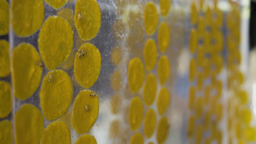 Sun Dried Mango Sheets With Bee Attracted To The Sweet Scent, Organic food production, traditional Asian fruit preservation, footage for agriculture commercial advertising, food documentary.