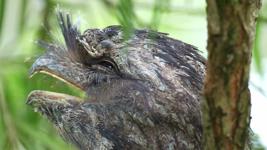 Close up shot of a Tawny frogmouth (Podargus strigoides) with mouth wide open, camouflaged among the tree bark and woodland forest environment to avoid detection, and slowly turns its head around.